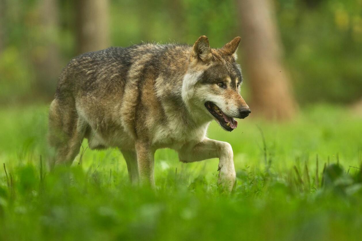 Ikke økt jakt: Det er tre ulveflokker for mye i Norge, uansett tellemåte. Foto: GrottesdeHan (CC BY-SA 3.0) 