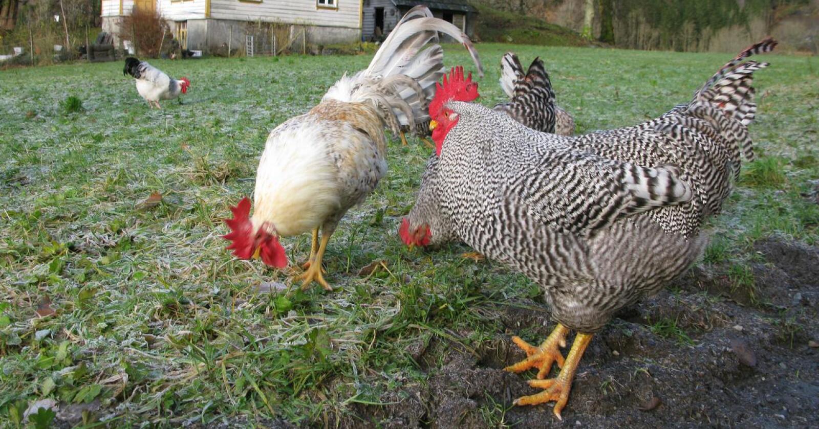 Mange har fått seg høner under pandemien. – Mange ser nok nytten i å kombinere matauken i form av eggene hønene legger, og det faktum at hobbyhøns kan være tamme kjæledyr også, sier Idun Rosenfeld i FK Agri. Foto: Karl Erik Berge