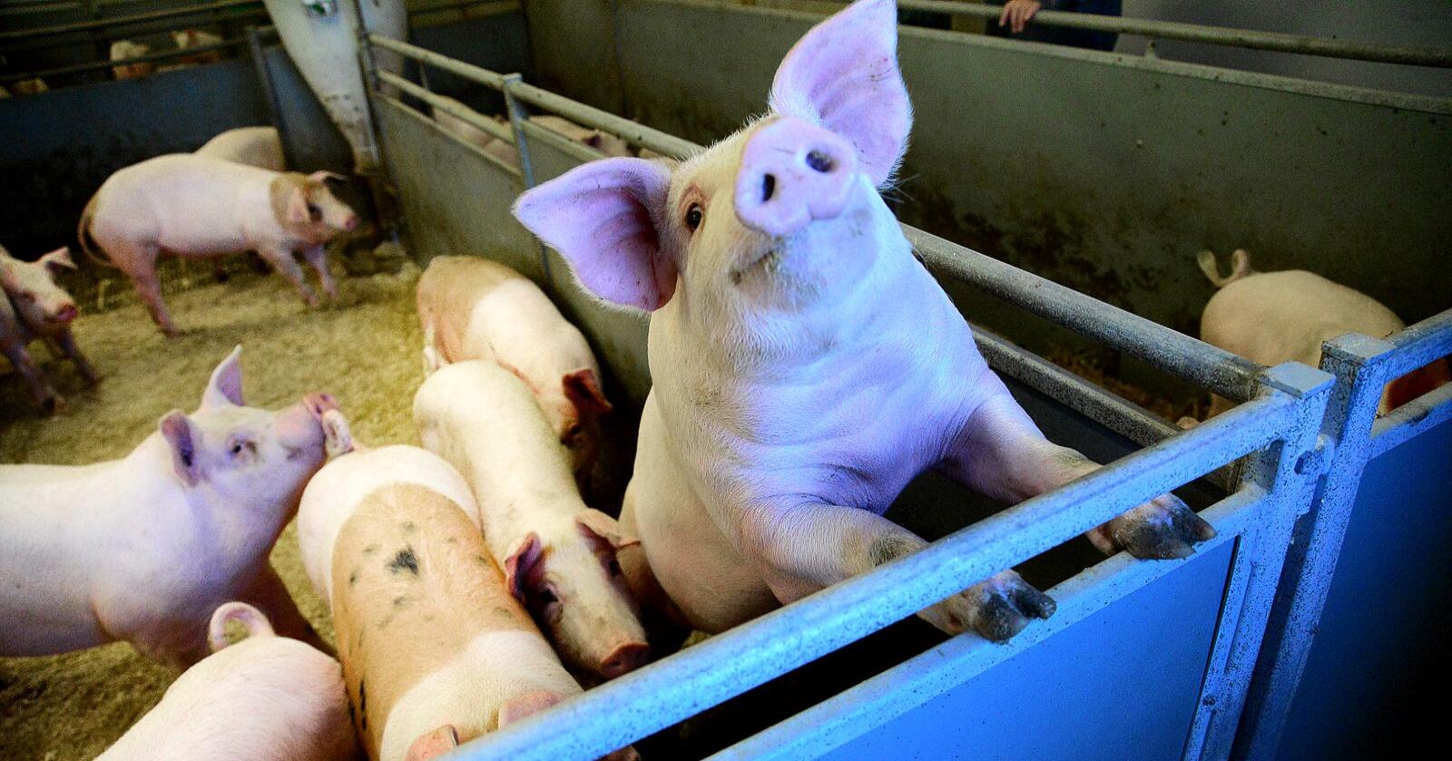 Færre svin: Det ble produsert 20.074 færre griser i Norge i 2020, enn i 2015. Hele 14.989 av dem forsvant fra Nord-Norge, påpeker innsenderen. Foto: Siri Juell Rasmussen