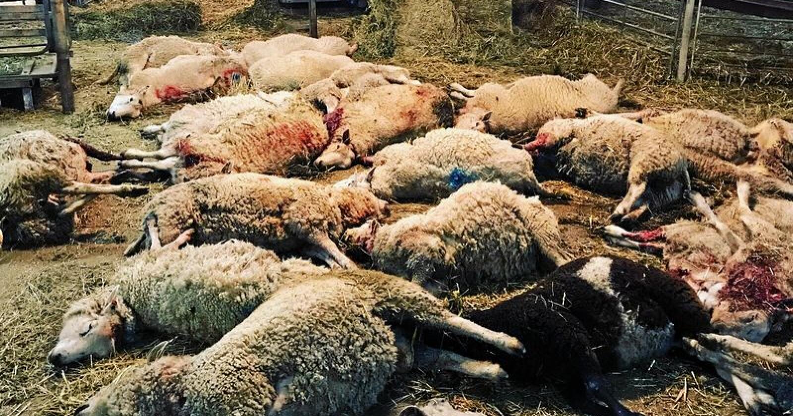 Siste av mange: Over 160 sauer og lam har blitt tatt av ulv på bruket til Johan Lundgren på Molstaberg i Sverige, ifølgje Lantbrukarnas Riksförbund. Foto: Carl Aschan / LRF