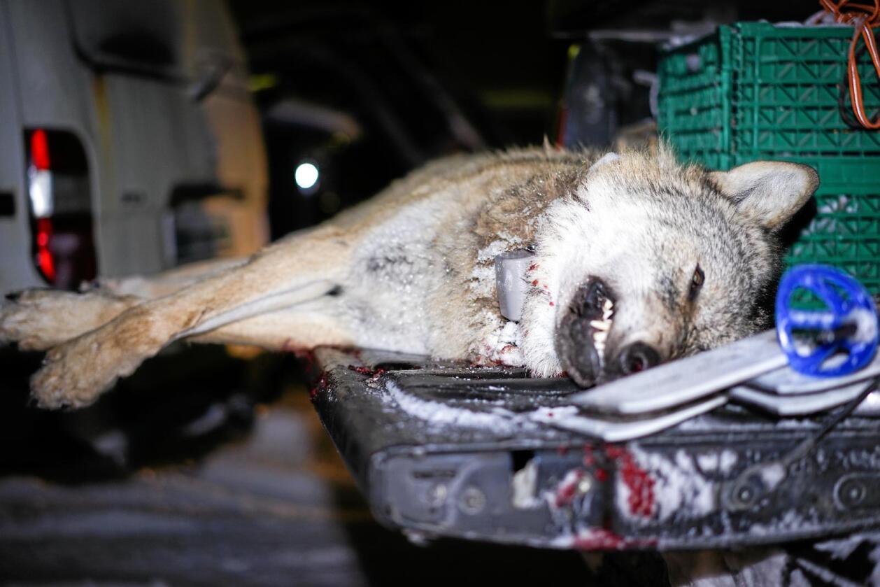 I januar har det blitt skutt 16 ulver innenfor ulvesonen. Foto: Benjamin Hernes Vogl
