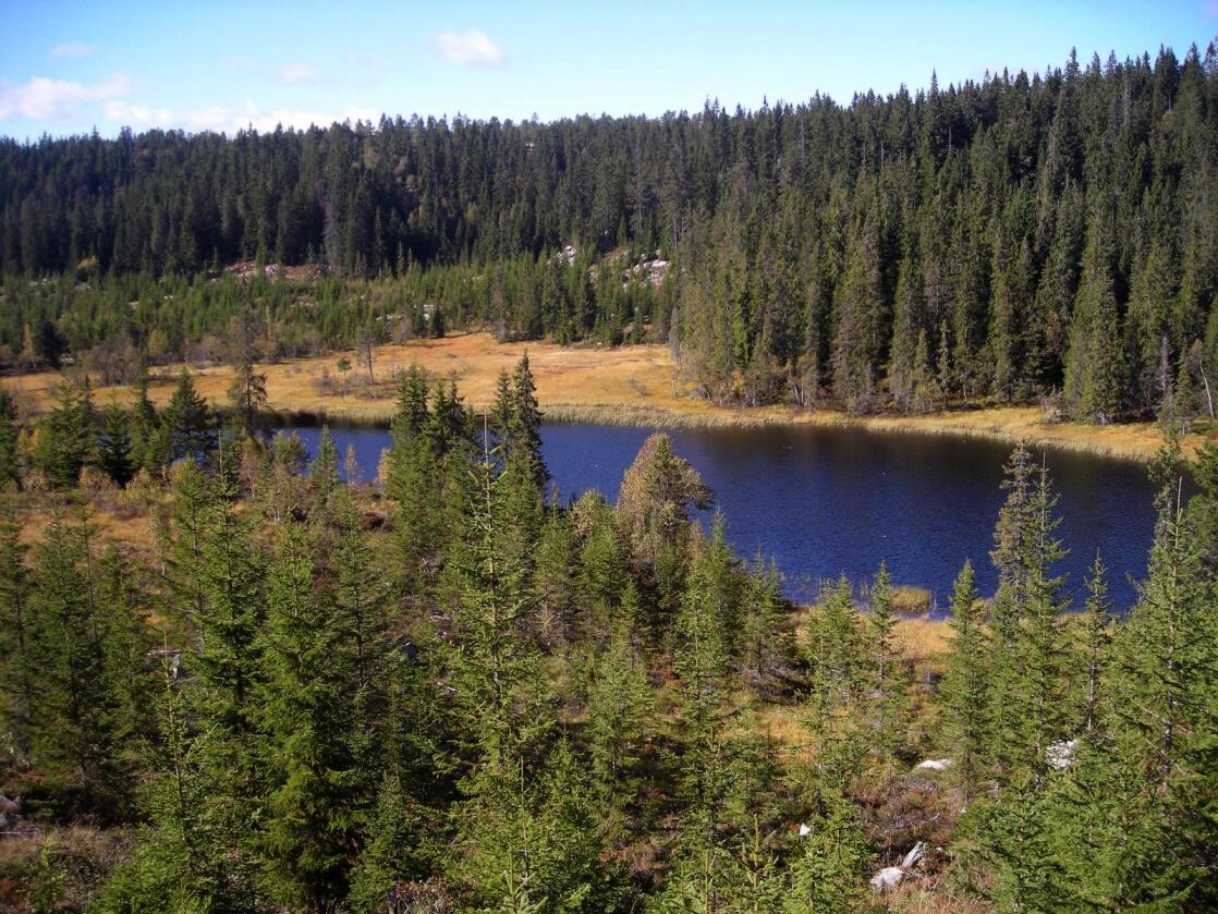 Har vokst: Statens skoger er 700.000 dekar større enn i 2010. Såpass bør det være, mener Ap. Foto: Rune Aamold, Statskog