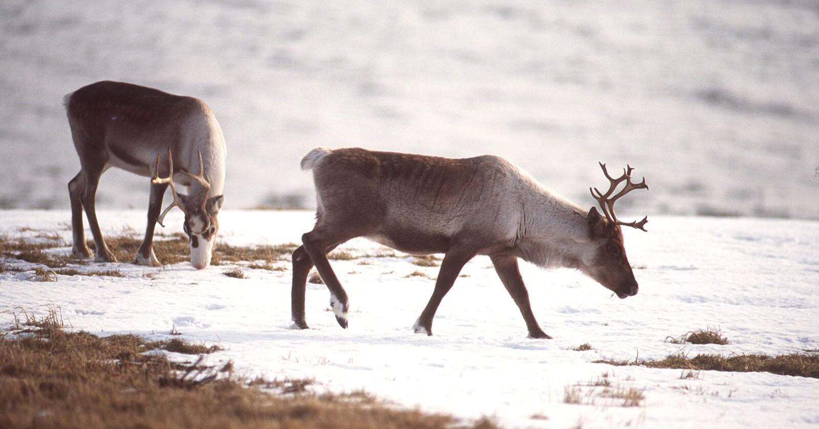 Fleire reinsdyrkalvar døyr av sjukdom på Hardangervidda. Det er menneskeleg aktivitet som er årsaka, ifølgje ny rapport. Arkivfoto: Helge Hansen / NTB scanpix/ NPK