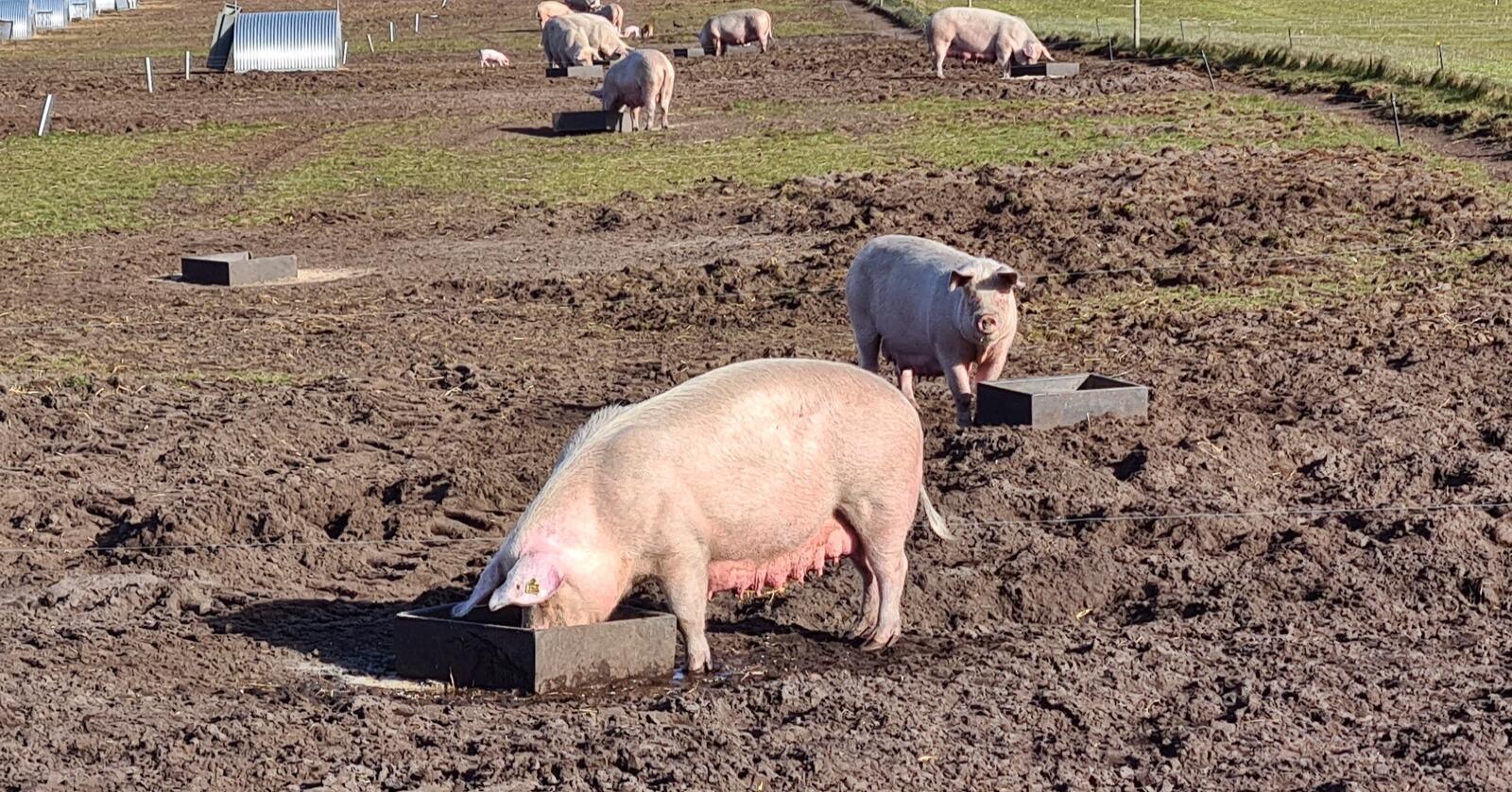 Afrikansk svinepest er påvist på en gård i Baden-Wurttemberg, nært grensa til Frankrike. Foto: Jon-Fredrik Bækgaard Klausen