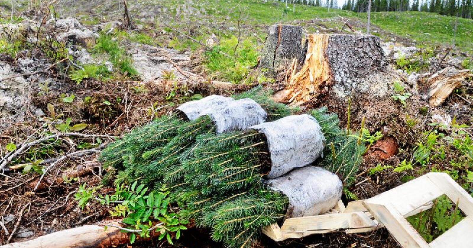 Skogeierforbundet hadde håpet regjeringen ville satse på mer planting på nye arealer. Det ble det ikke. Foto: Mariann Tvete