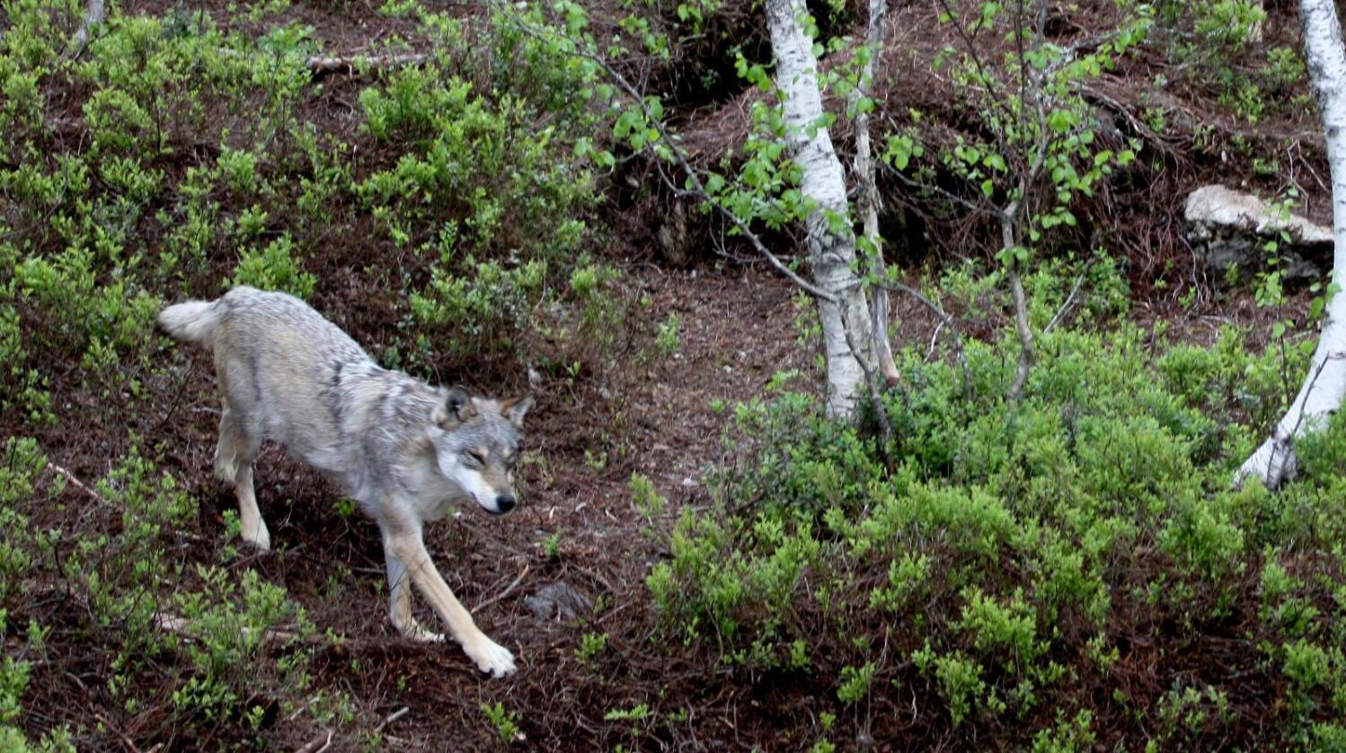 Nordmenn blir mer positive til rovdyrvern. Forsker Ketil Skogen tror grunnen er at stadig færre har tilknytning til landbruket. Foto: Kjetil S. Grønnestad