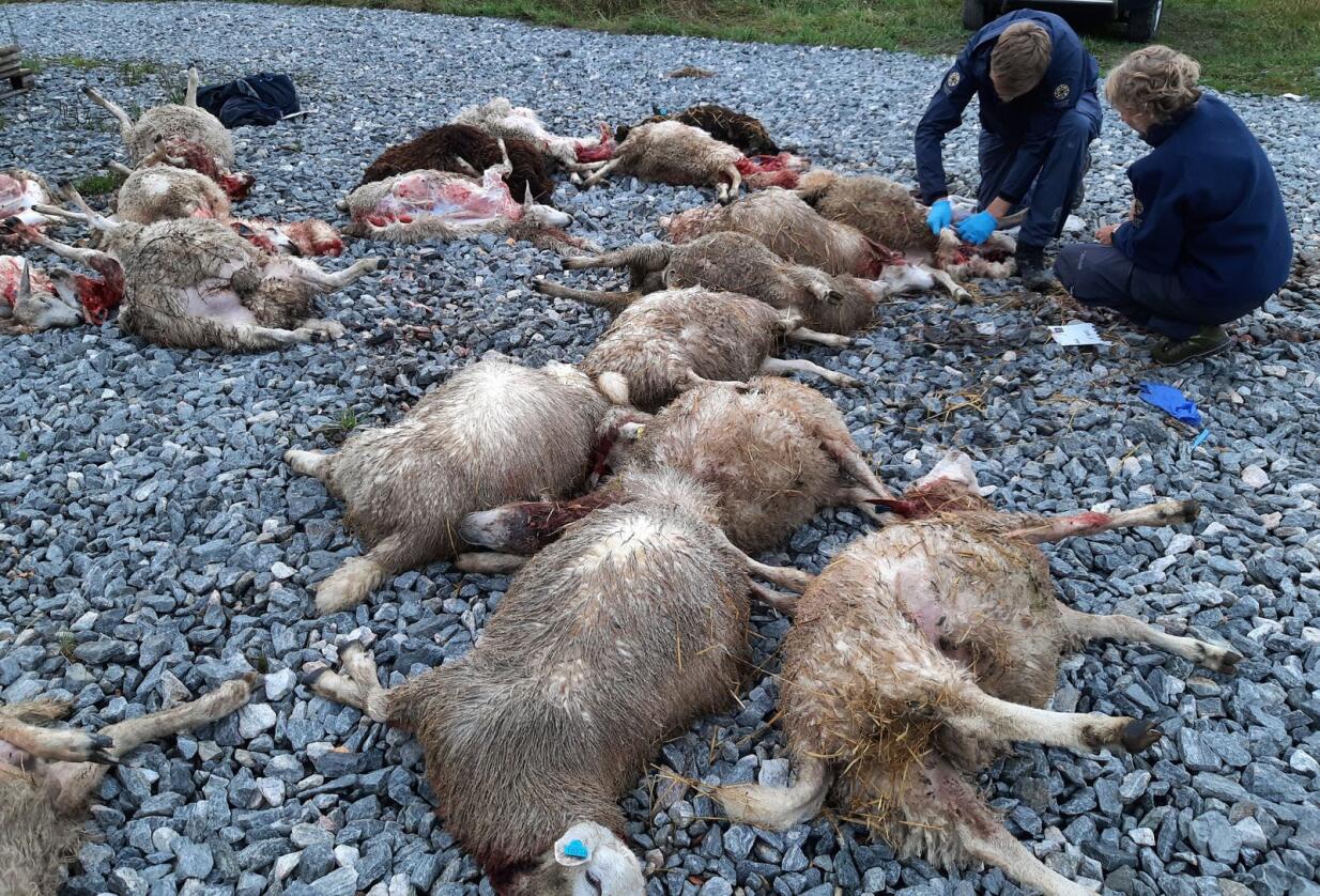 Totalt 24 sauer døde på en gård i Marker kommune etter å ha blitt angrepet av en ulv denne uken. På bildet gjør ansatte hos Statens naturoppsyn undersøkelser på stedet. Foto: Statens naturoppsyn