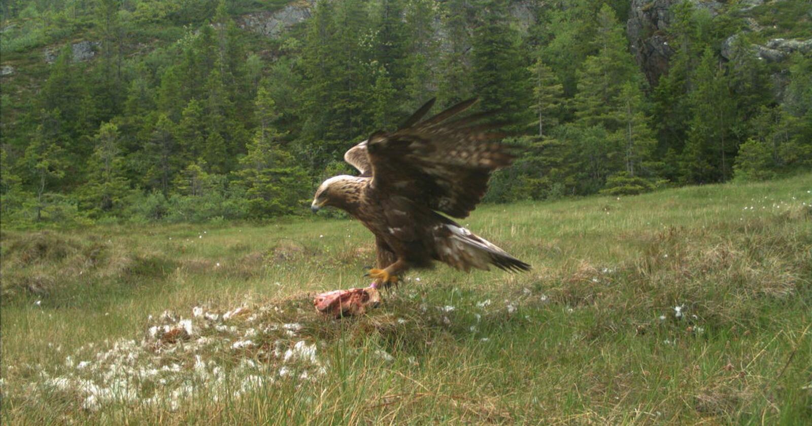Kongeørna på bildet var en av de seks ørnene som ble fulgt med GPS-sender på Fosenhalvøya i Trøndelag. Foto: Norsk institutt for naturforskning
