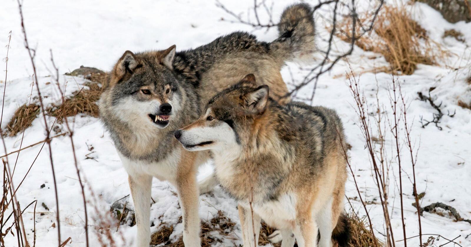 Statens naturoppsyn (SNO) opplyser til avisa Østlendingen at et nytt ulvepar er i ferd med å etablere seg i det ledige Letjennareviret mellom Åmot og Elverum. Illustrasjonsfoto: Heiko Junge / NTB