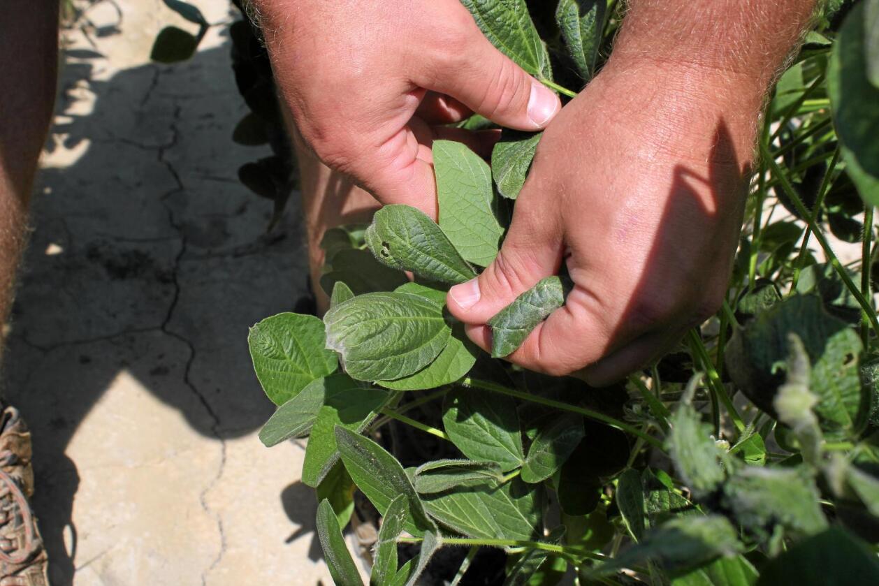 Ikke ugress: Skadde soyaplanteblader i Øst-Arkansas i sommer. Skadene skal ifølge gårdseier Reed Storey skyldes dicamba-forurensing. Foto: Andrew DeMillo / AP / NTB scanpix