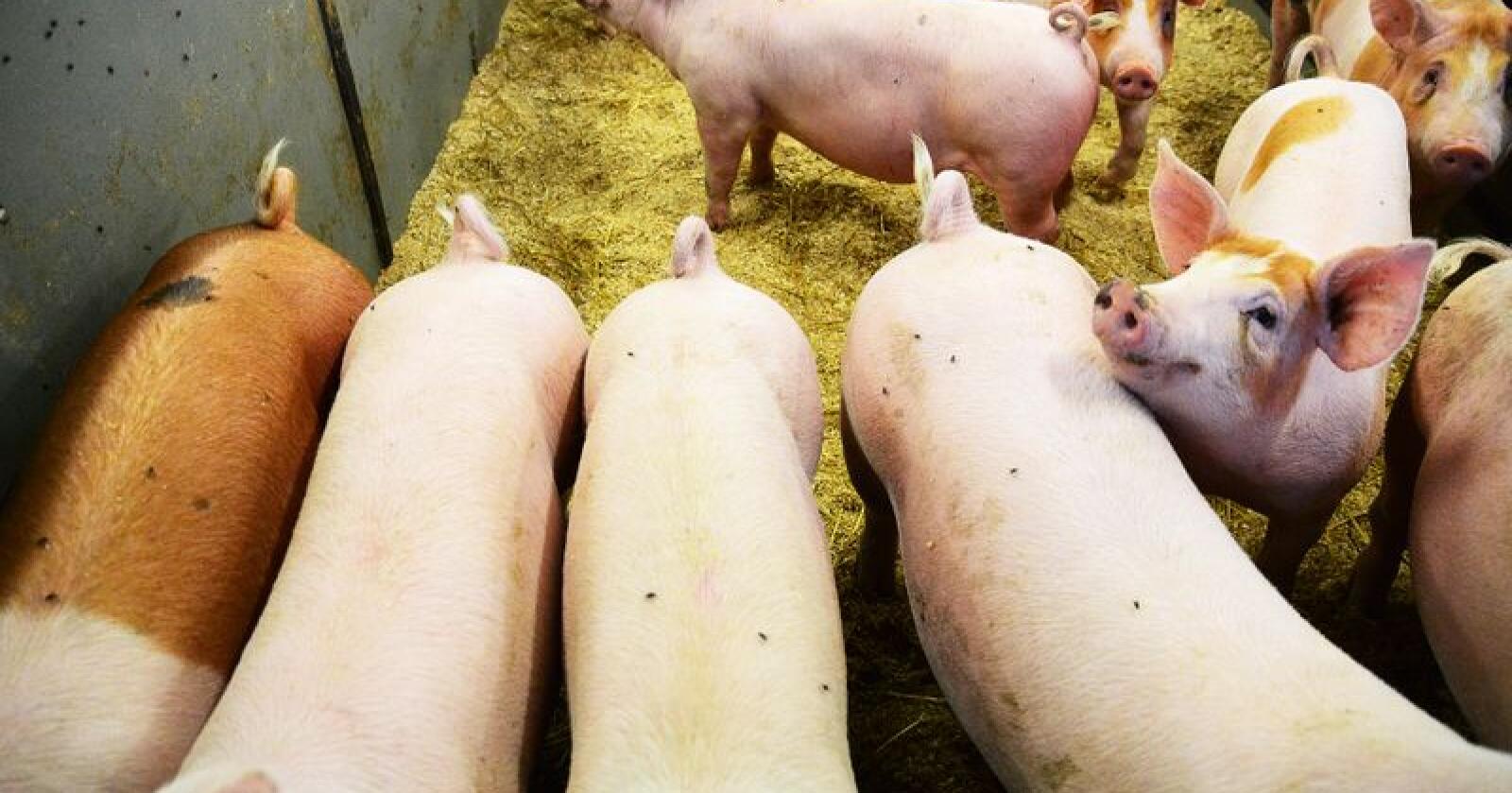 Kina er verdens største produsent av svinekjøtt. Illustrasjonsfoto: Siri Juell Rasmussen