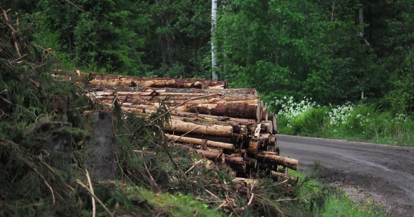 Skogbruk i Innlandet: Forvaltninga må tydeliggjøre at skogen er mer enn omsetningsverdien av tømmer, skriver Morten Aas. Illustrasjonsfoto: Siri Juell Rasmussen 