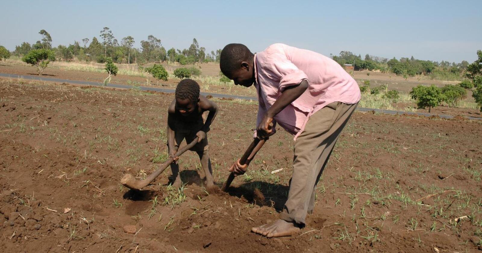 Ekstremvær har ødelagt avlinger og redusert inntektene til mange bønder de siste årene. Malawi er ett av landene som har vært hardt rammet. Arkivfoto: Camilla Mellemstrand