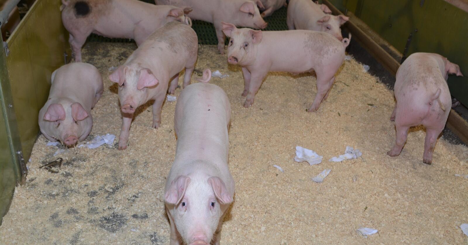 Distriktsgris: Norsvin er bekymra for hvordan opprettholde en desentralisert norsk svineproduksjon, om endringer i kommende dyrevelferdsmelding har store økonomiske konsekvenser. På bildet ser vi gris i Snåsa i Trøndelag. 