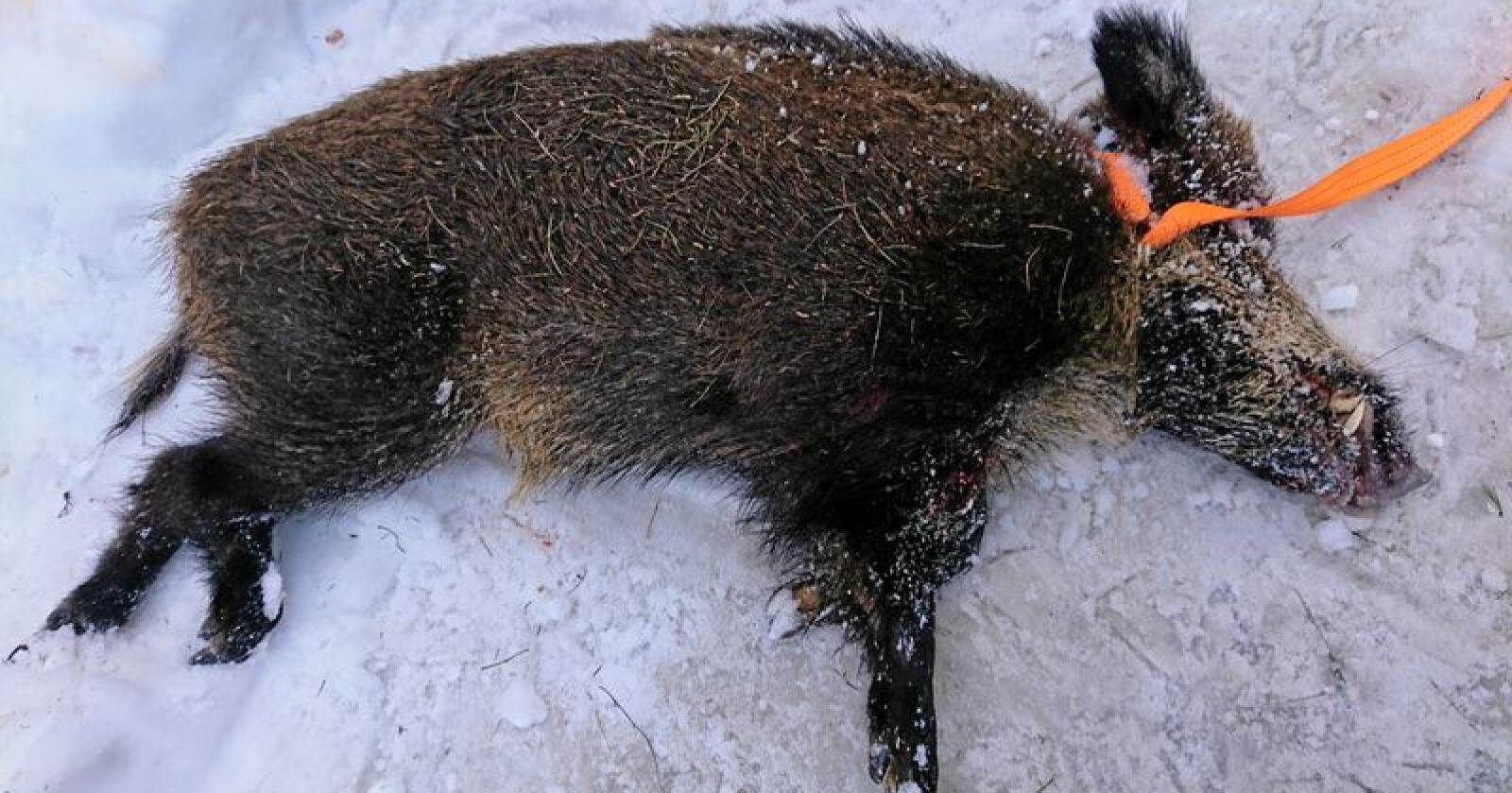 Villsvinet ble skutt på Østre Toten på søndag. Villsvinet var en rånde og veide 68 kilo. Muligens var den rundt 3-4 år. Foto: Privat 