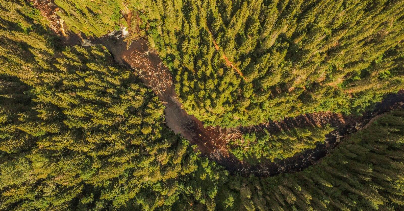 Ved hjelp av fotosyntesen binder den norske skogen rundt 24 millioner tonn CO2 hvert år, skriver innleggsforfatterne. Her et illustrasjonsbilde fra Nord-Torpa.
 Foto: Stian Lysberg Solum / NTB