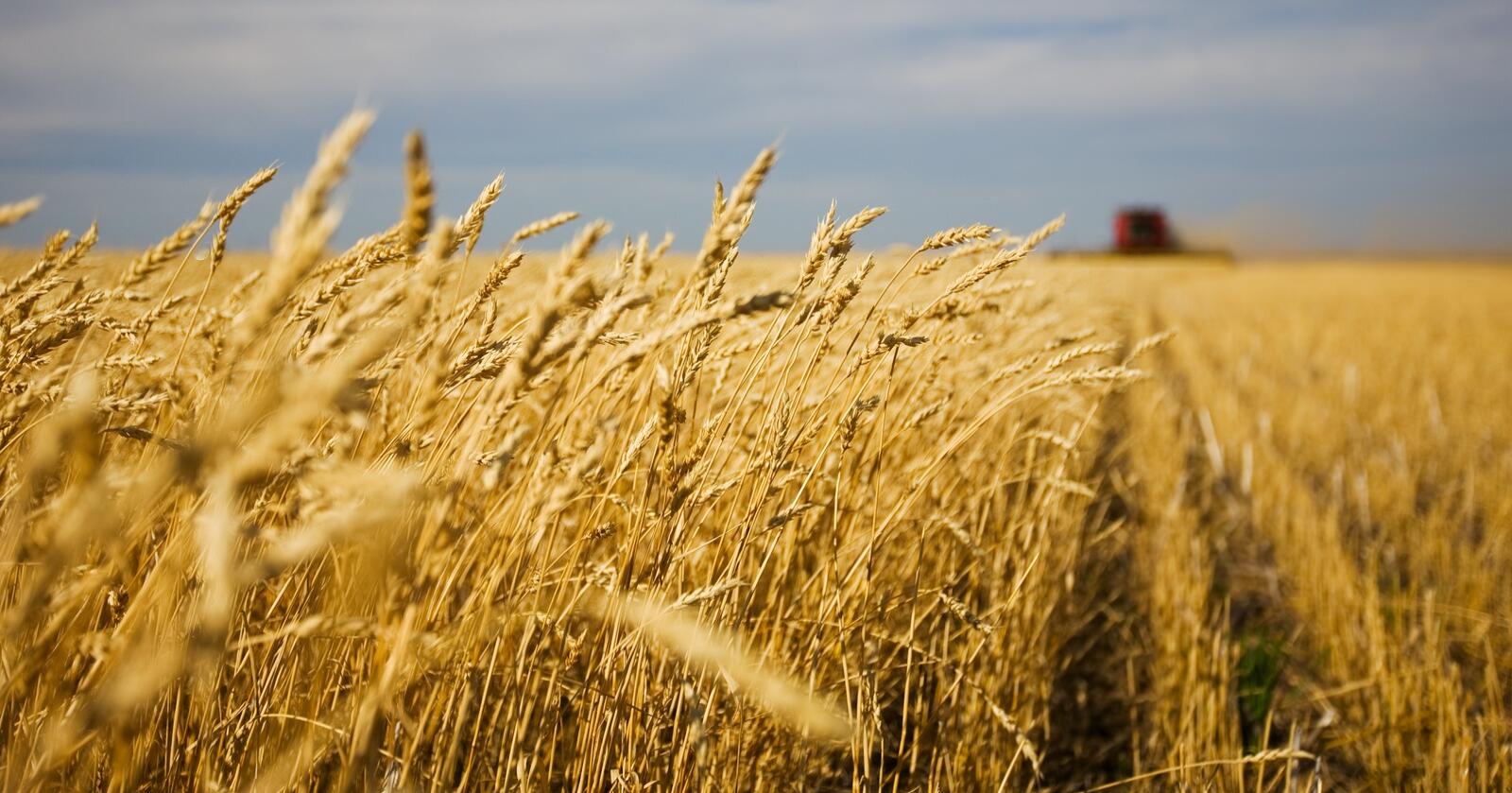 Mer korn: EU forventer at kornproduksjon denne sesongen vil bli på 293,3 million tonn, opp 4,3 prosent fra forrige sesong. Foto: Stephen McSweeny/Mostphotos. Foto: Stephen McSweeny/Mostphotos