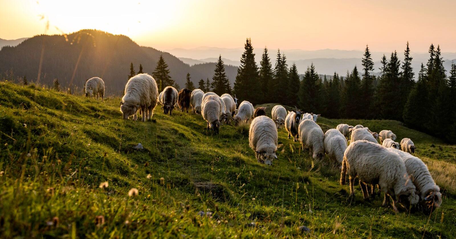 Romania er landet med flest små gårder innenfor EU. Foto: Mostphotos