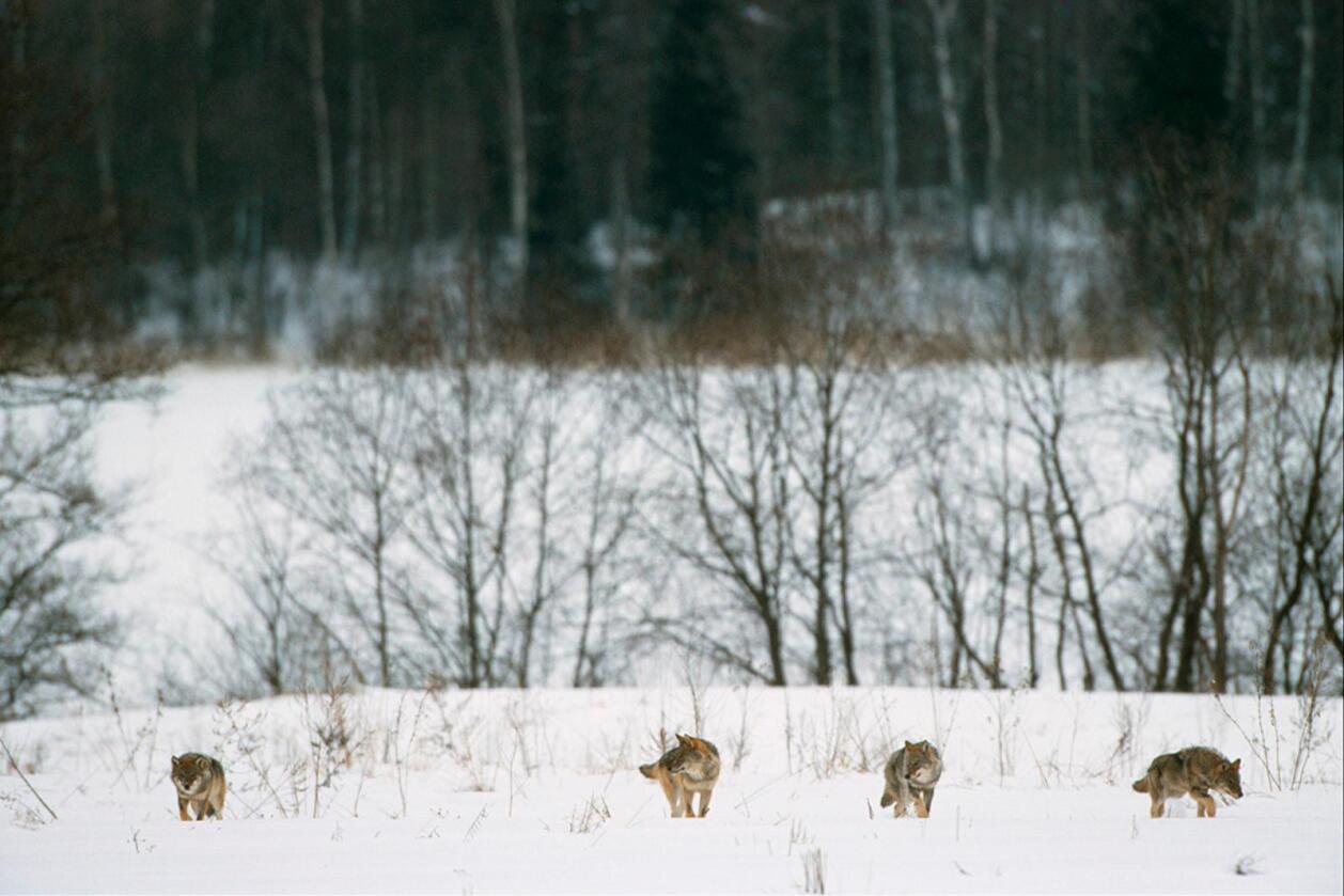 Drepes ulovlig: Svensk ulv blir skutt på med hagle og prøvd forgiftet i betydelig omfang, ifølge eksperter. Foto: Staffan Widstrand