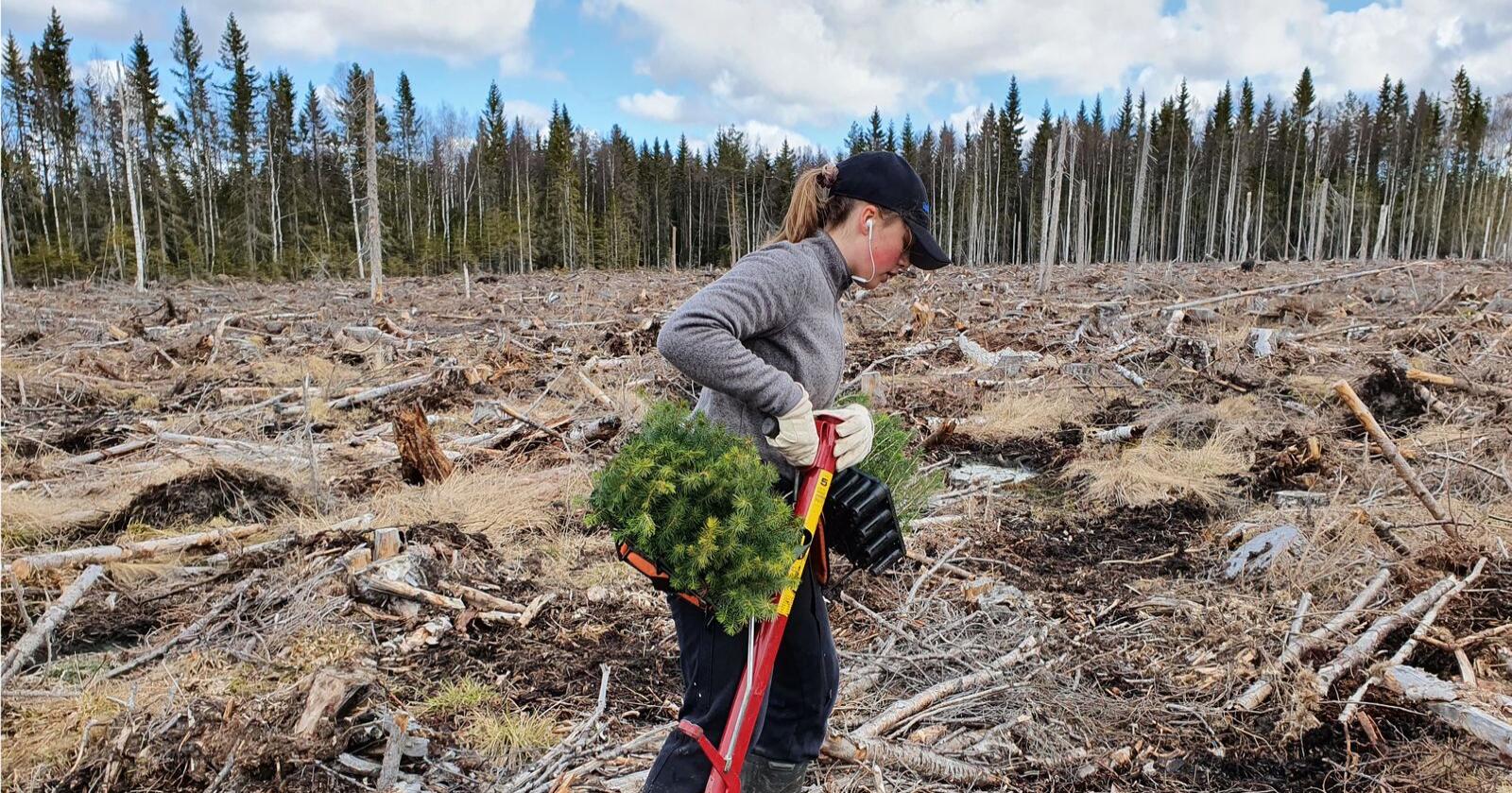 Oppfyller mål: Skogen gjør at Norge allerede oppfyller ambisjonene for 2030-målet, skriver innsenderen. Illustrasjonsfoto: Mostphotos 