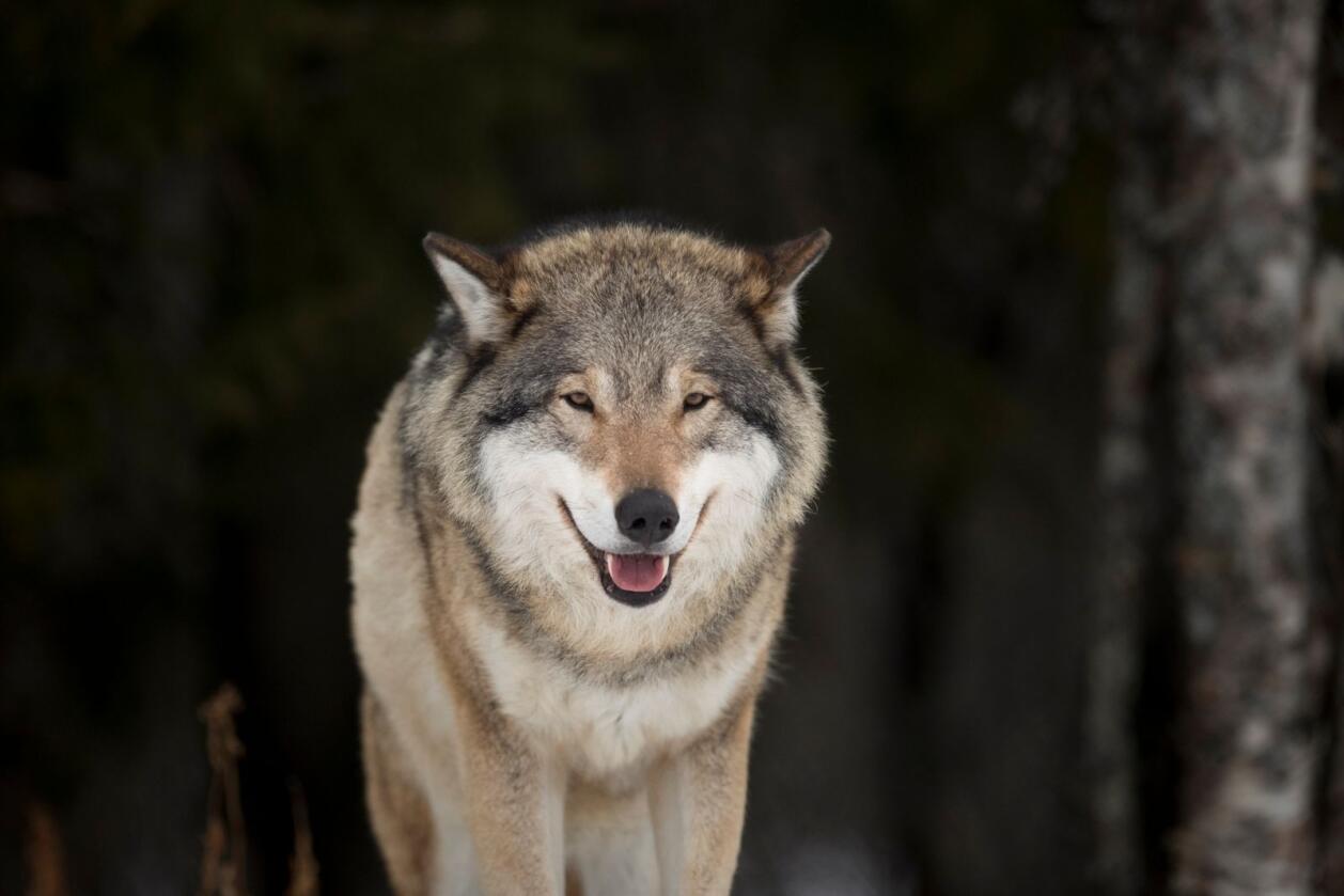 I vinter er det dokumentert 12 helnorske eller svensk-norske valpekull i Norge. Denne ulven er nok ikke med i tellingen, da bildet er tatt i Langedrag Naturpark i 2017. Foto: Heiko Junge / NTB