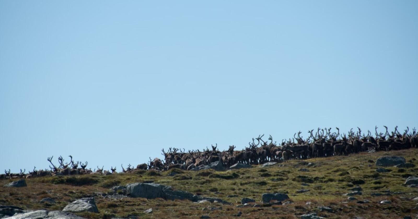 711 villrein på Hardangervidda er så langt i år testa for skrantesjuke. Foto: Gunnar Hansli
