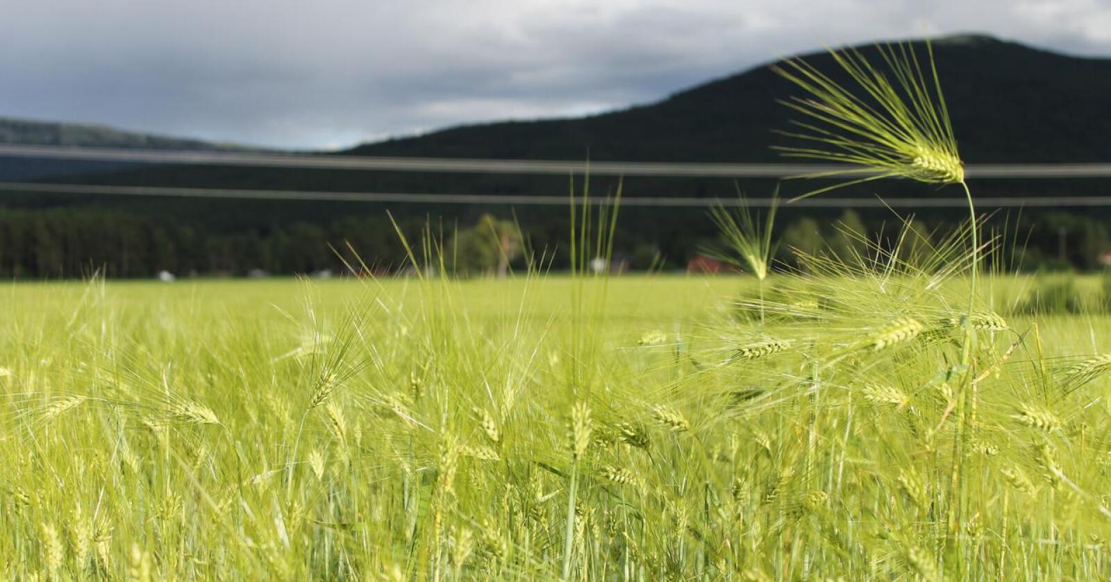 ØKES: Det trengs mer økologisk korn dersom vi skal kunne produsere norsk, økologisk kraftfôr, påpeker NLR Innlandet. Foto: Marit Glærum