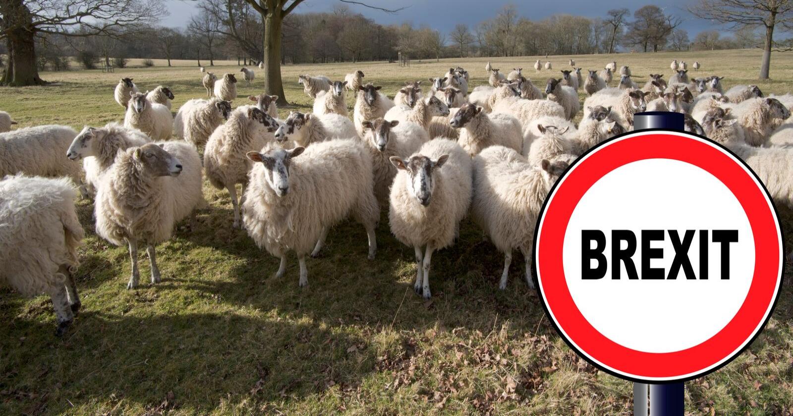 Brexit: Britene er med god margin Europas største eksportører av lammekjøtt. Bondelaget frykter regjeringen vil gi britene økt markedsadgang til Norge. (Foto: Mostphotos)