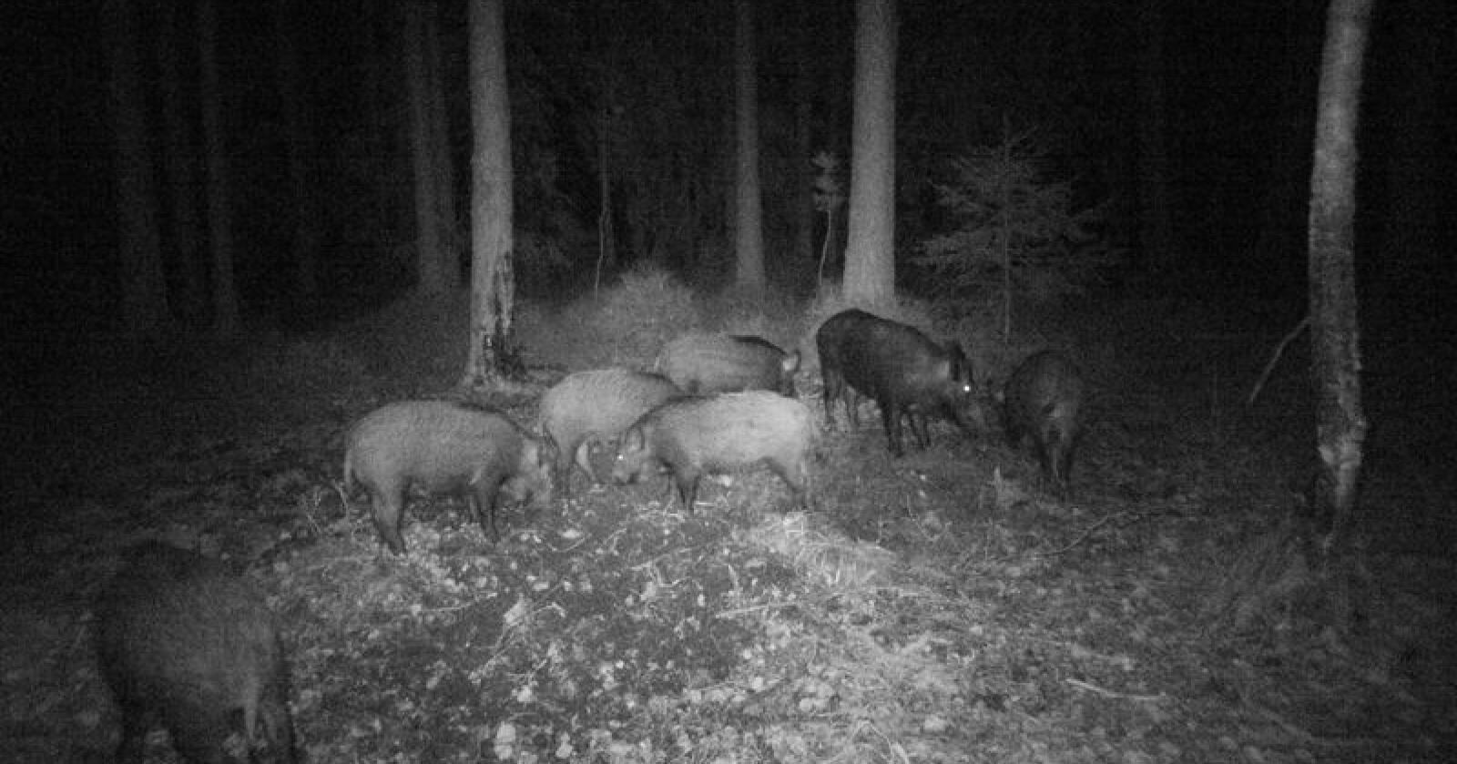 Viltkamera: Villsvinflokk fanget av vilt­kameraet til Hrorar Gimming i Halden i 2018. Den minste flokken var i fjor på tre purker og den største på seks.
