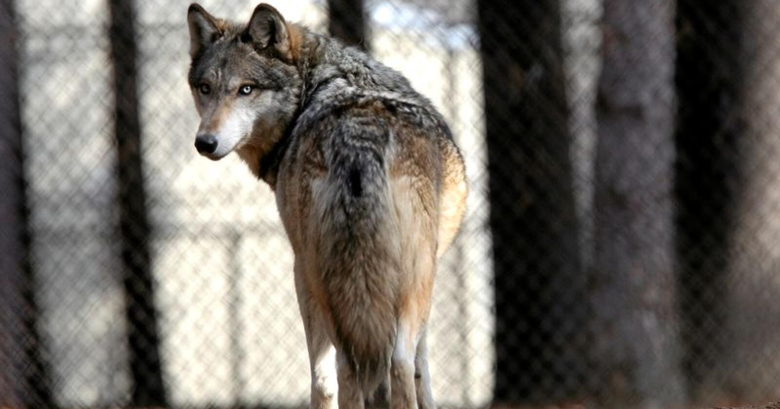 Flere ulveflokker har reetablert seg utenfor Madrid. Illustrasjonsfoto: Dave Kettering / AP