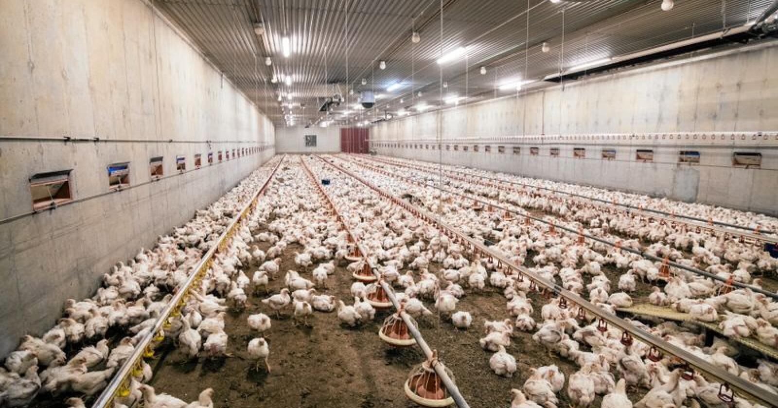 Dyrevelferd: Kyllingnæringa hele tiden i utvikling og gjennomfører forbedringer, skriver innsenderne. Foto: Vidar Sandnes