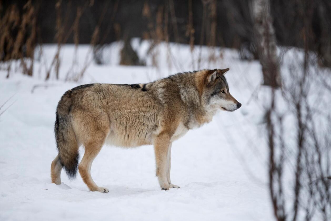 Totalt 16 ulver kan felles i Julussa- og Osdalsreviret i Hedmark. Foto: Heiko Junge / NTB scanpix