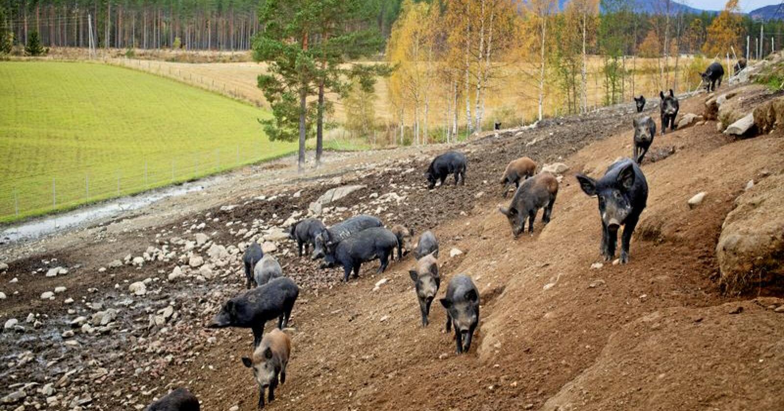 Frankrike vil gjerde de belgiske svina ute. Her fra tamme villsvin i Hallingby. Foto: Kyrre Lien / NTB scanpix