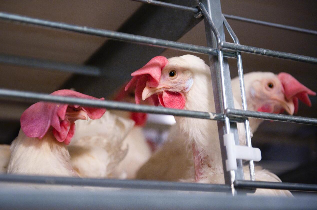 Dette kan det bli slutt på, dersom dyrevernorganisasjonene får det som de vil. De presser på for at matkjedene skal slutte med egg fra høner i såkalt miljøinnrede bur. Foto: Marit Hommedal / NTB Scanpix
