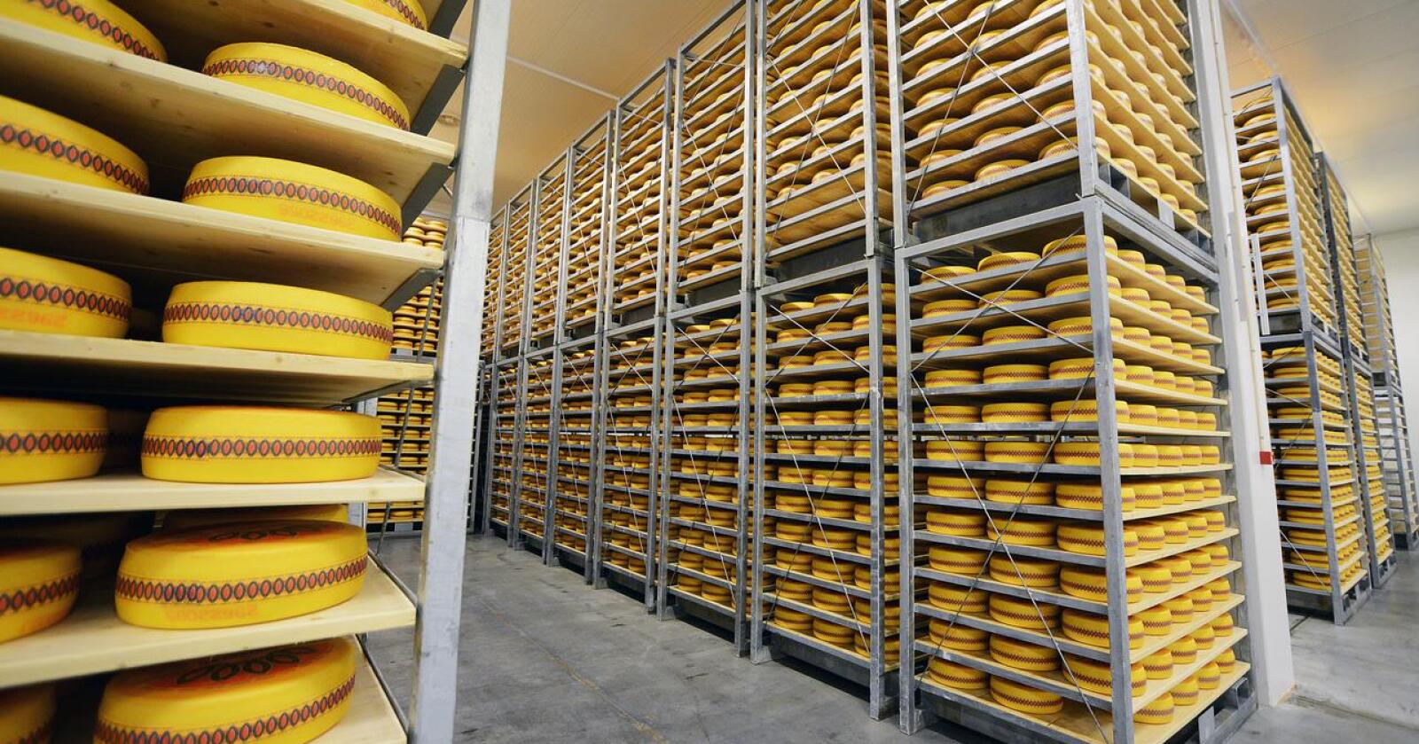 Ostebehov: Tine vil neste år vidareføre eksporten av ost frå Norge omtrent på same nivå som i år. 2000 tonn ost til eksport fører til mindre kutt i mjølkekvotane. Årsaka er ifølgje Tine forseinkingar knytt til oppstart av det nye irske meieriet. Foto: Siri Juell Rasmussen