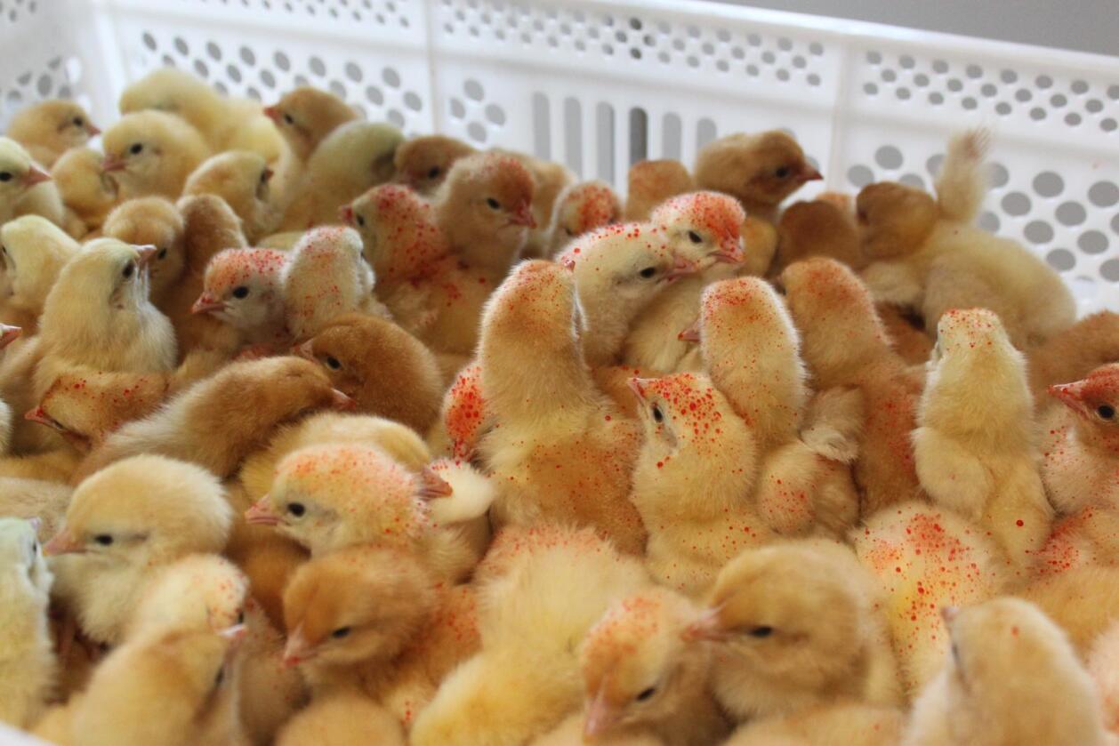 Vaksinert: Koksidiose-vaksinen blandes med konditorfarge. Fordi kyllingene tiltrekkes av farger, fører fargevaksinen til at de plukker i fjærene på hverandre. På den måten får de i seg vaksinen. Foto: Camilla Mellemstrand