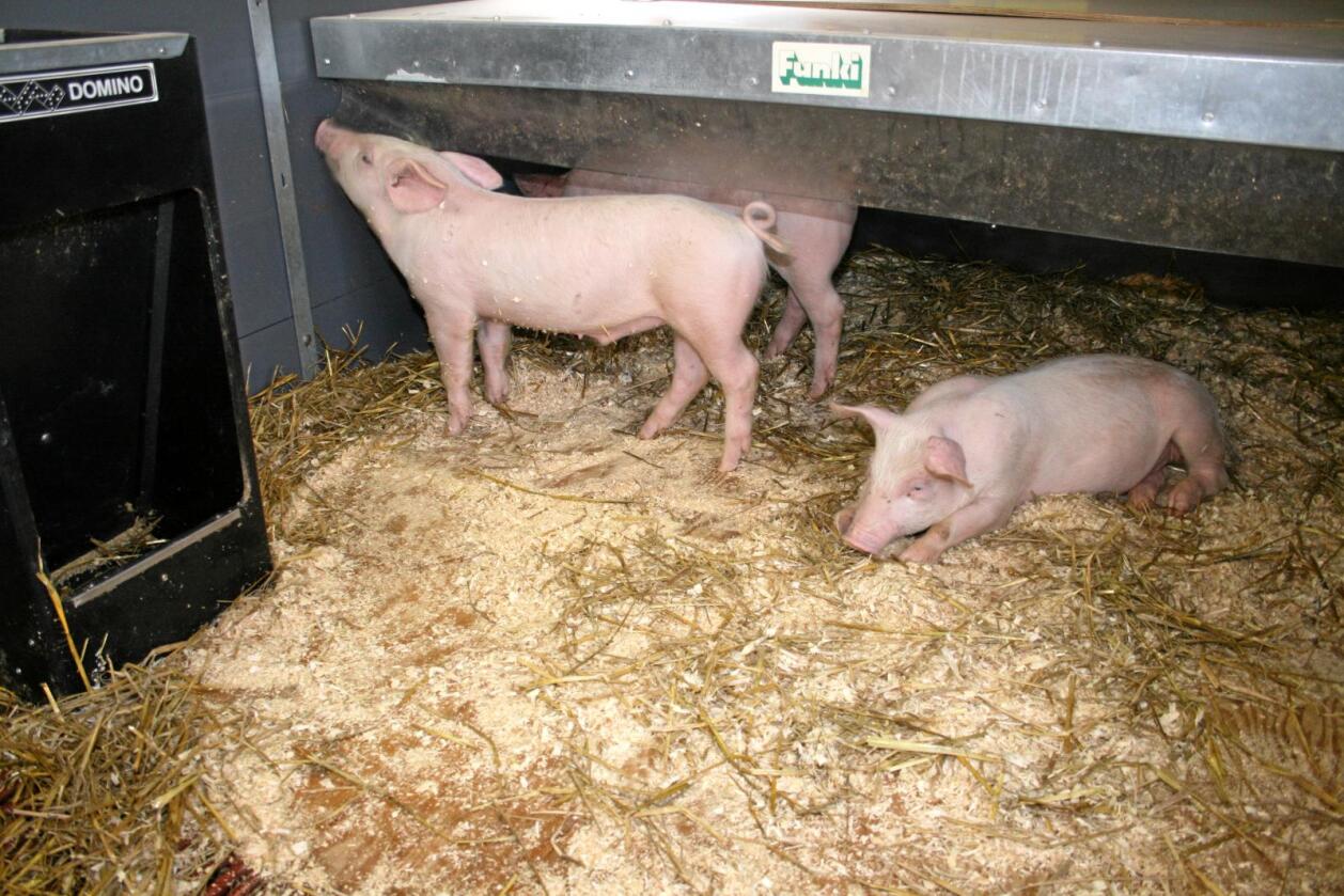 Dyrevelferd: Registrert førekomst av halesår på griser har auka kraftig dei siste åra. Bransjen seier det blir jobba med tiltak for å få redusert omfanget. Foto: Bjarne Bekkeheien Aase