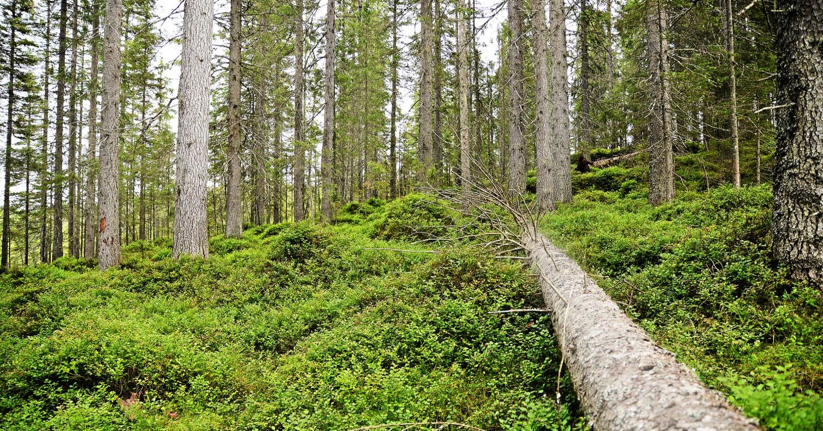 Skog i Follsjå-området i Notodden i Telemark har blitt foreslått vernet. Illustrasjonsfoto: Siri Juell Rasmussen 