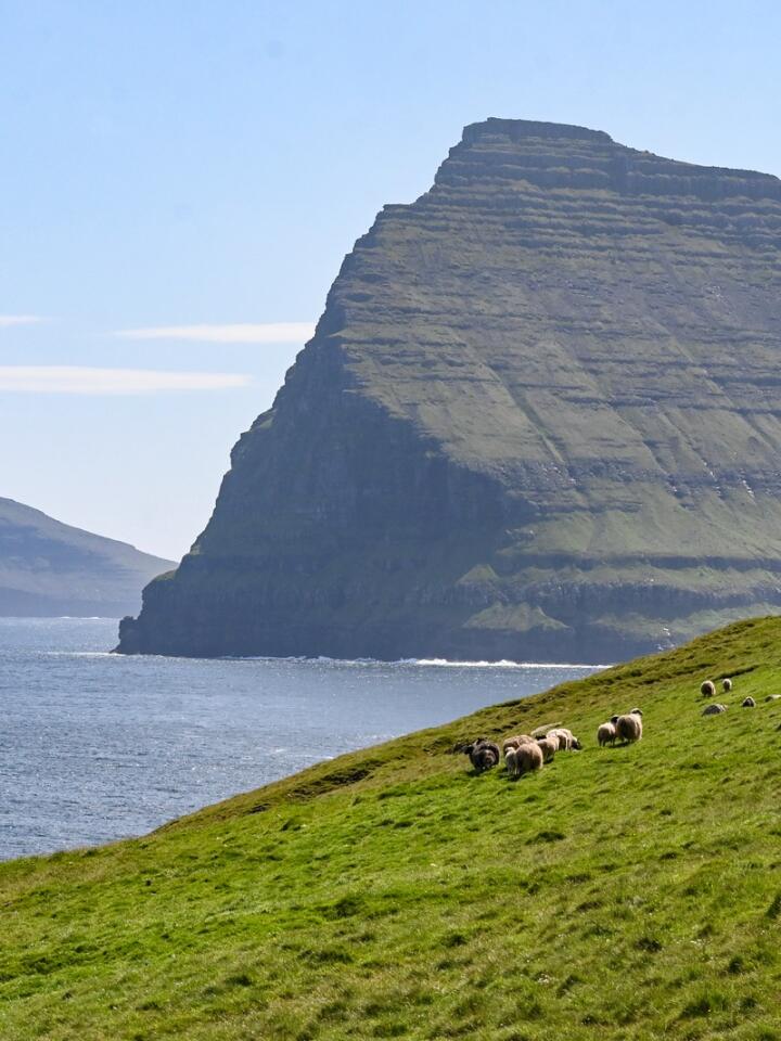 Flere sauer enn folk: På Færøyene er det over 70 000 sauer, og rundt 54 000 innbyggere. Sauene beiter stort sett over alt hvor det er gress å finne, og sørger for mat til folket i et land der de ikke har produksjon av verken gris, egg eller kylling.
