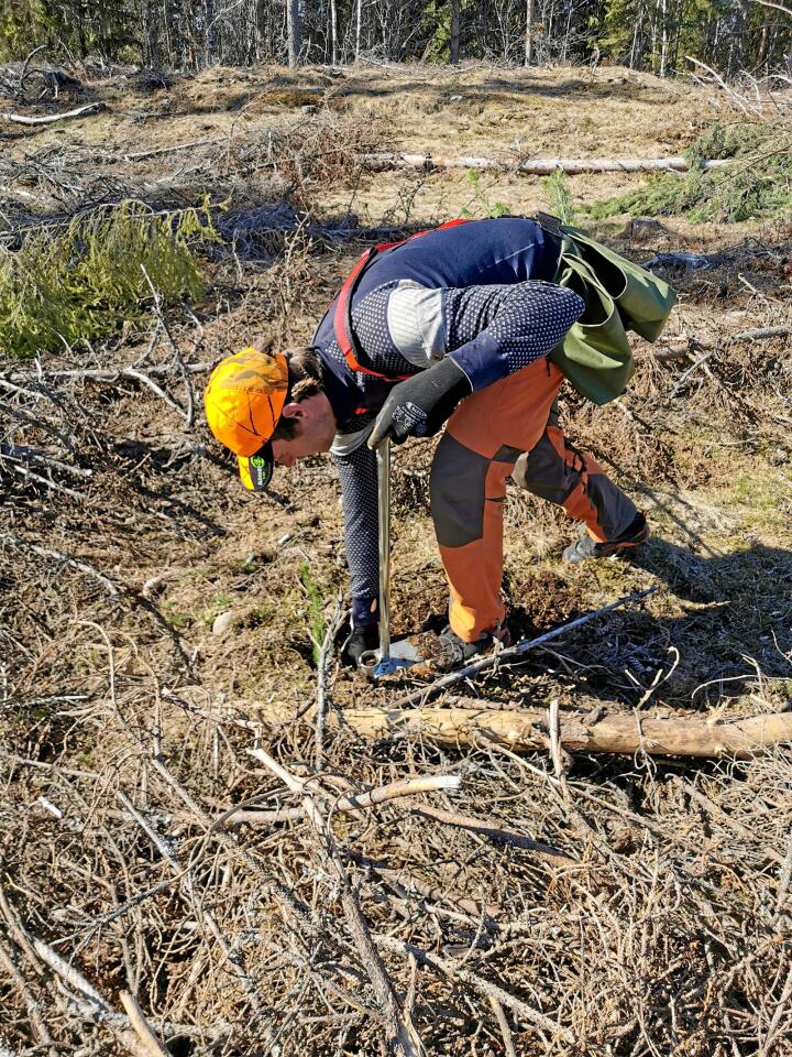 Med ett snitt på 800 planter per dag, gjorde skiskytter Emil Nyeng en viktig innsats for grønn verdiskaping gjennom skogplanting. Foto: Silje Ludvigsen, Glommen Mjøsen Skog.