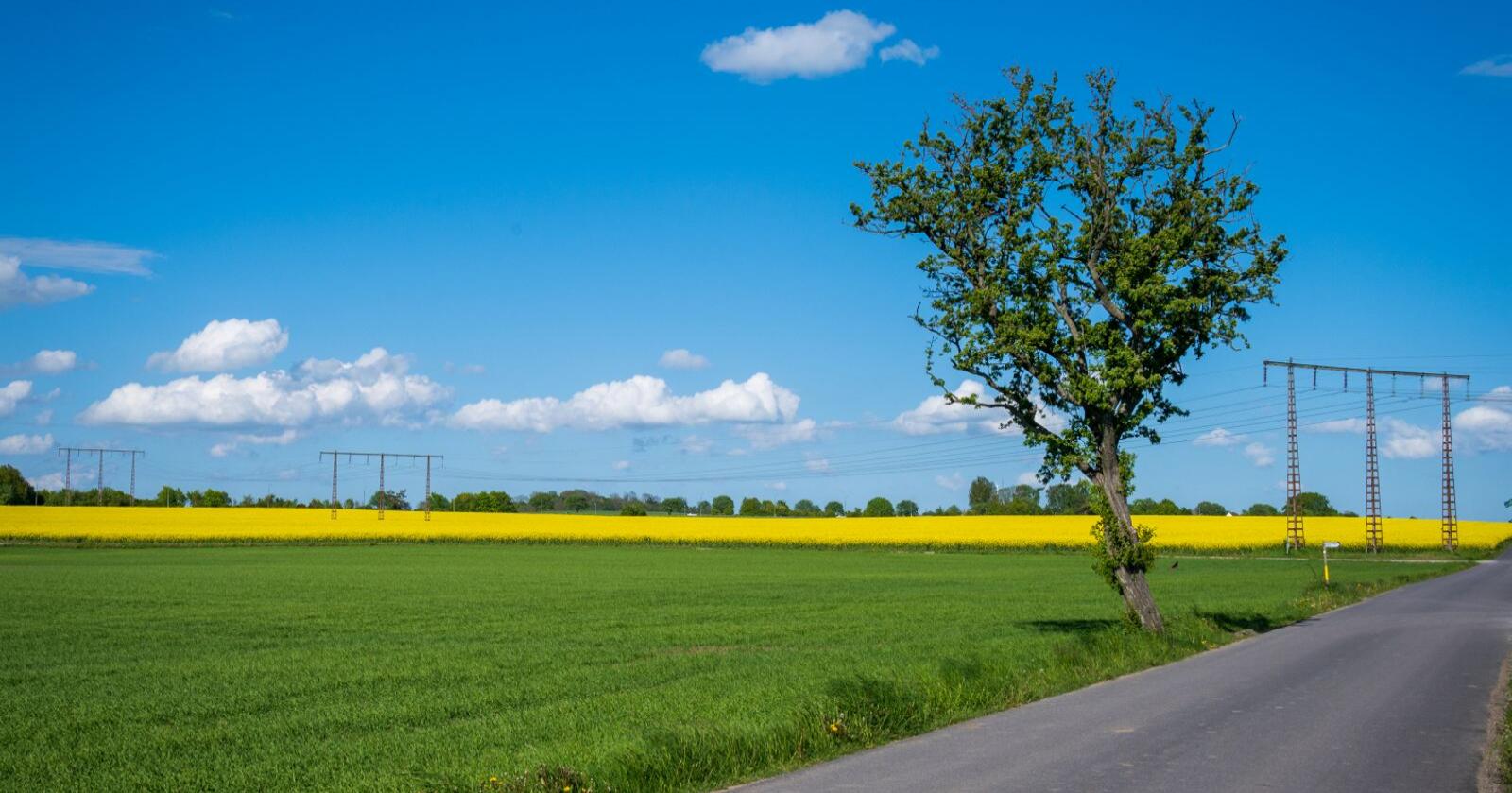EUs landbruksstrategi kan bli endret som følge av krigen i Ukraina. Her fra Skåne i Sverige. Foto: Michael Persson/Mostphotos 