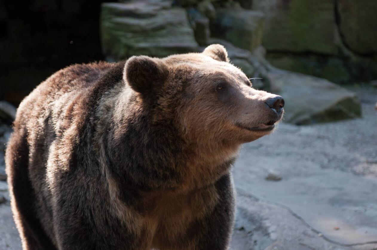 Flere steder i landet har bjørn forsynt seg i saueflokkene de siste dagene. Foto: Colourbox