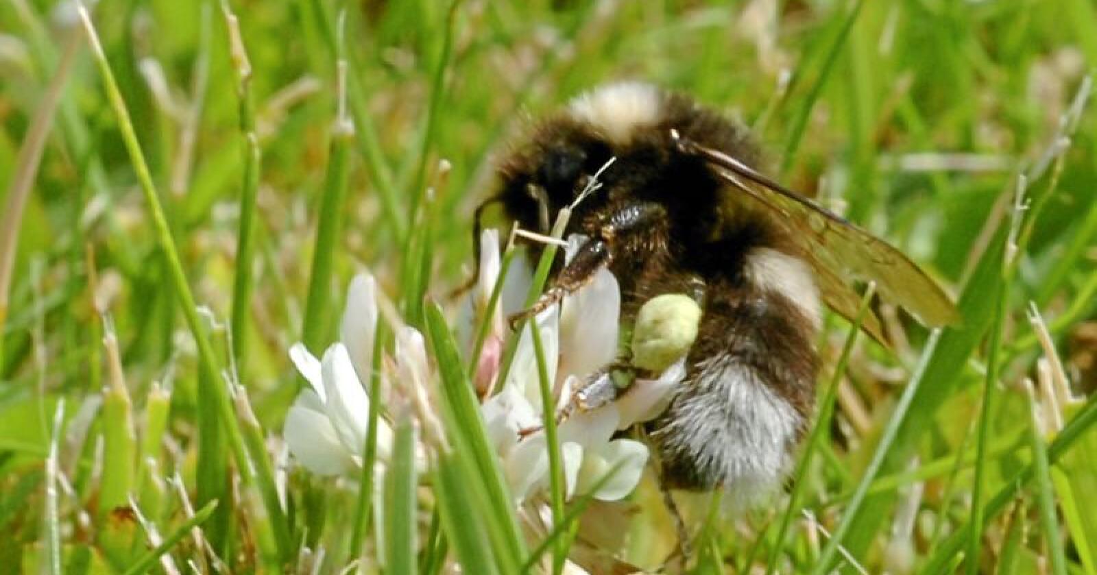 Pollinatorer trenger mat: Humler er viktige ledd i den økologiske veven. Foto: Terje Pedersen/NTB scanpix