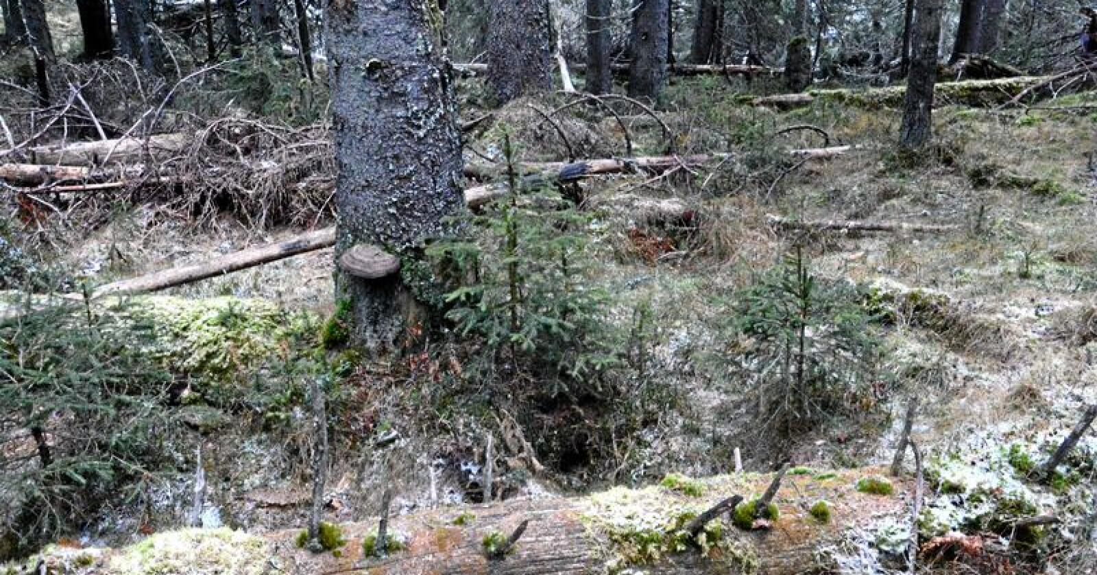 Gammel skog bugner av viktige og verneverdige arter, skriver Nationens spaltist. Foto: Ragna Kronstad