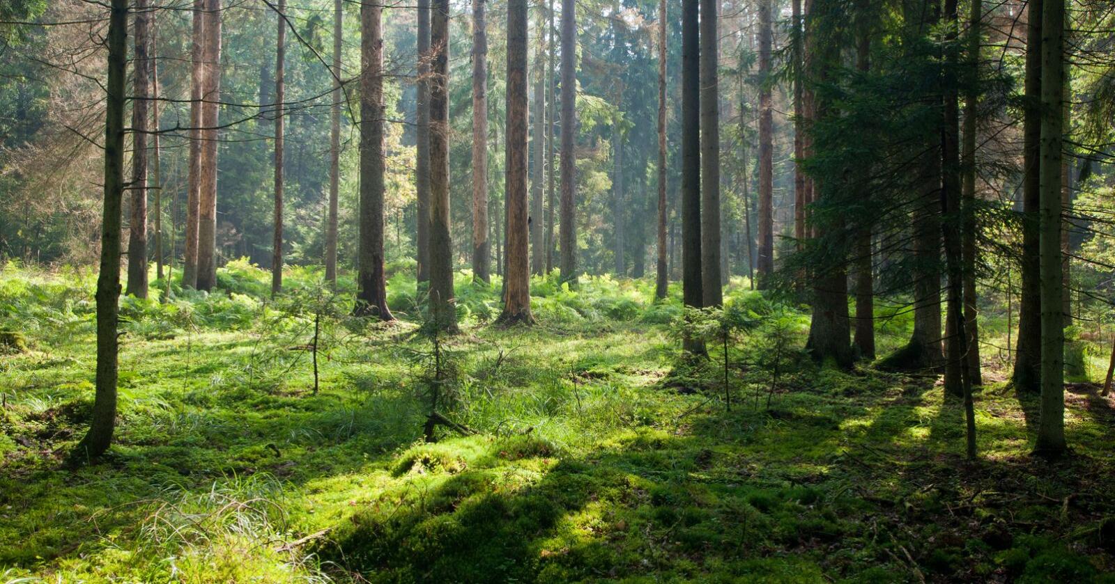 Bærekraftig: Skogbruket har gjennom flere år benyttet seg av metoden Miljøregistreinger i Skog – en metode som er forskningsbasert og tilpasset formålet om bærekraftig forvaltning av skogarealene, skriver innsenderen. Foto: Mostphotos