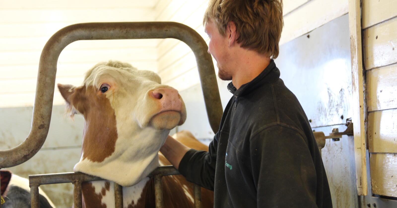 KOS: Norske kyr er vennlige og sosiale, noe som tyder på at de har det godt. 