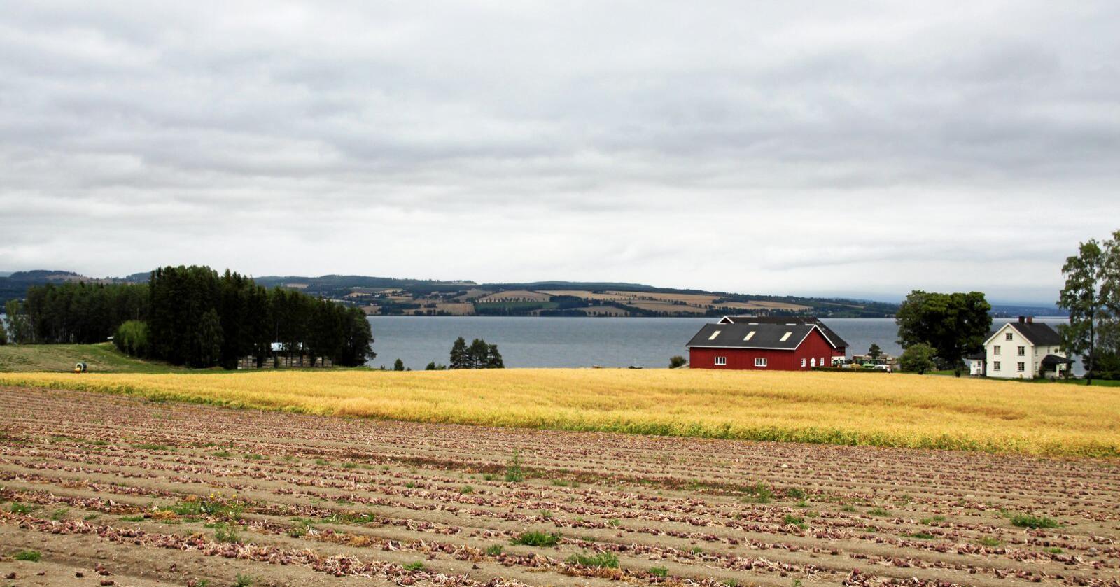 Det er mye grønnsaksproduksjon i Østre Toten. Bildet er fra tørkesommeren i 2018. Foto: Lars Bilit Hagen