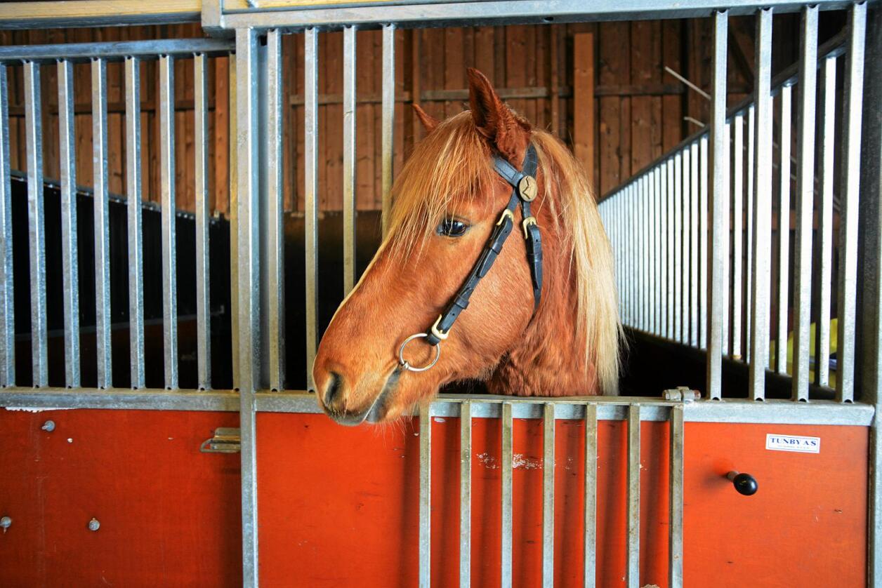 Hesten på bildet har ingenting med stallen i saken å gjøre. Foto: Siri Juell Rasmussen