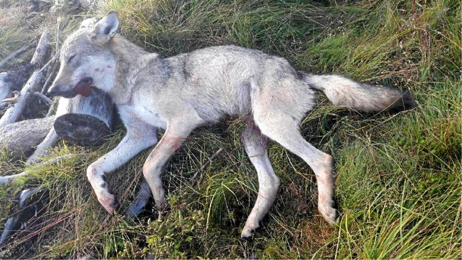 Denne ulven tok alene 309 sauer og lam i sommer. Foto: Statens naturoppsyn