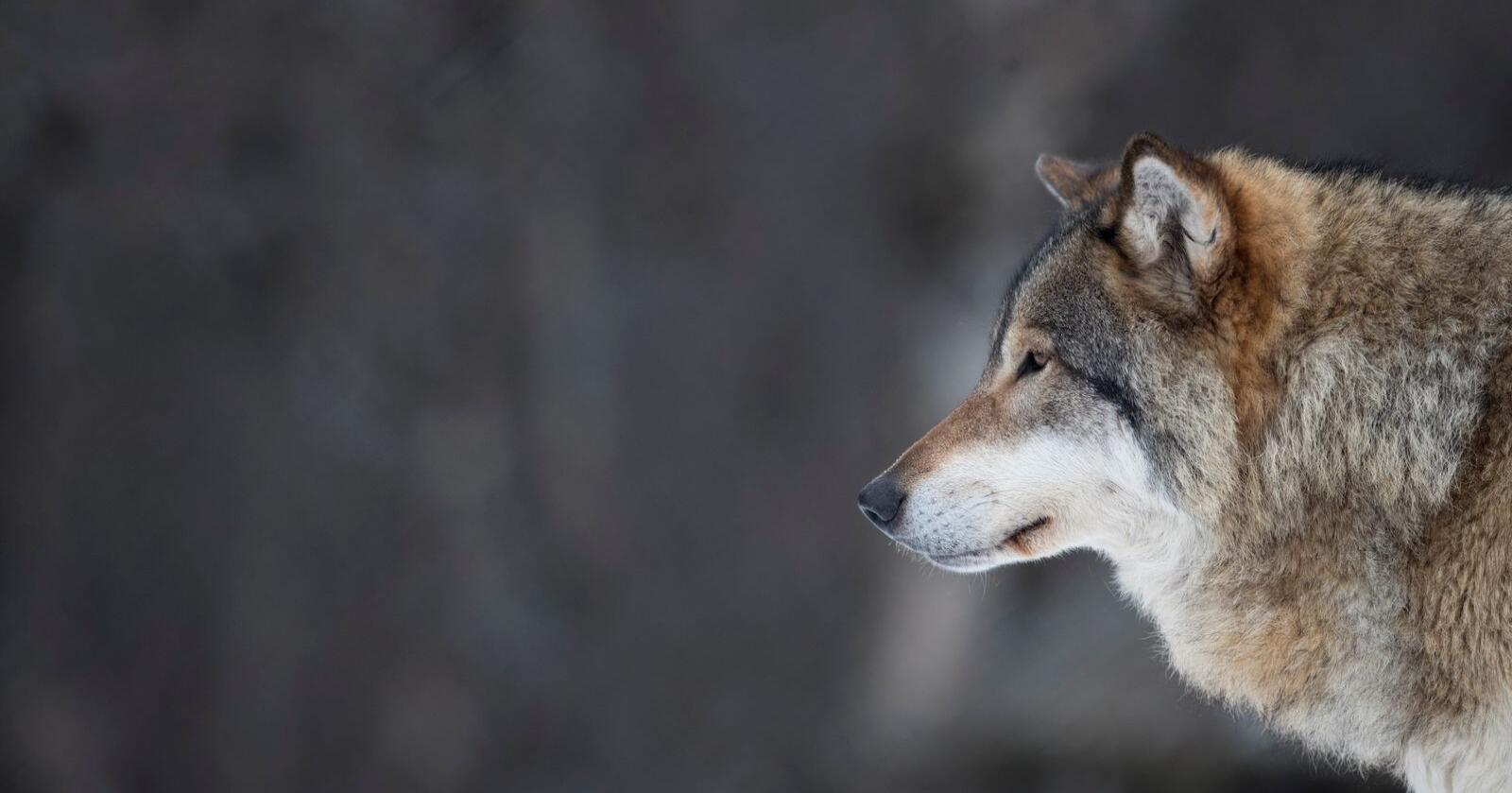 Den svenske ulvebestanden skal ned. For å lykkes med det, mener den svenske regjeringen at 100 ulver bør felles i Sverige i vinter. 
Foto: Heiko Junge / NTB
